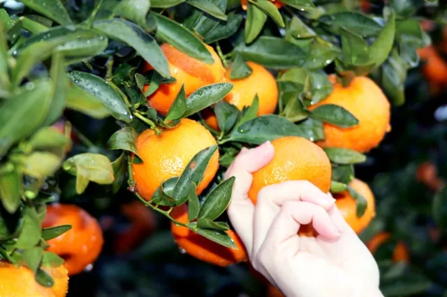 Hand reaches up to pick an orange from a tree