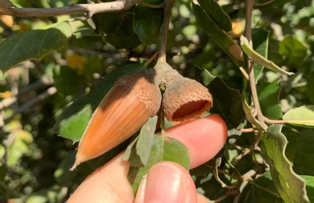 acorns on tree