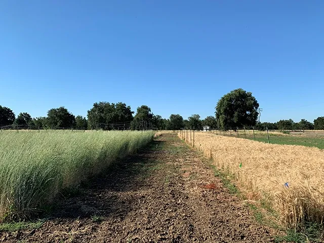 On the left, tall green grass; on the right, shorter, light brown grass