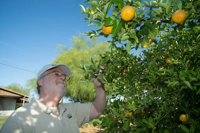 Water citrus now to produce a good crop next year. Wait until spring to plant new citrus trees. (Photo: USDA)