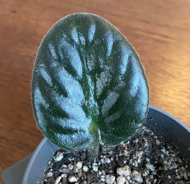 To propagate just cut one healthy leaf and stem. Include about 3/4 of an inch of the leaf stem. It is best to cut at an angle with a sharp knife or scissors. Dip the leaf stem in rooting hormone. Place the leaf in an African Violet potting mix (easy to find in nurseries and home stores). (Photos: Sue Bohigian)