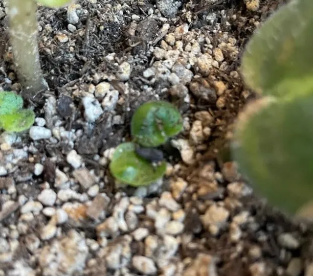 Water the soil once a week or when completely dry. Now you wait and wait and wait. In 6 months you will be rewarded with little baby African Violet leaves. Once they grow you can cut off the parent leaf. Some sources say to cut the patent leaf in half so it does not take too many nutrients but I have found that the parent lead just dies so I have not followed this practice.