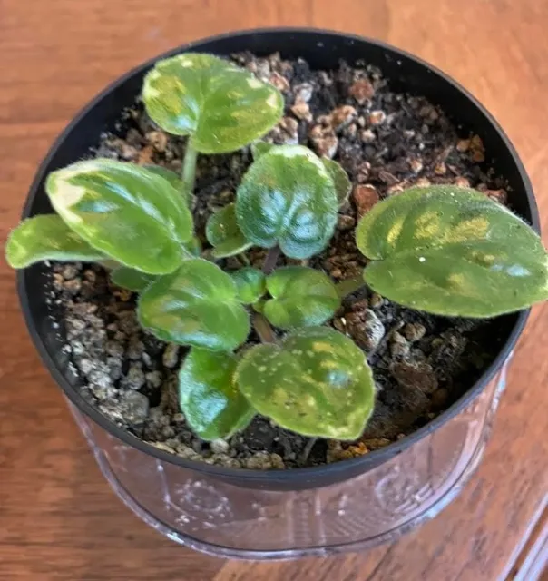 Keep your new plants at the preferred temperature and in filtered sun. Make sure that they do not get too chilled. Wait some more and you will be rewarded with new plants.