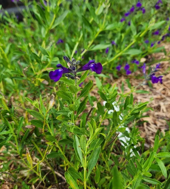 Photo by Polly Nelson