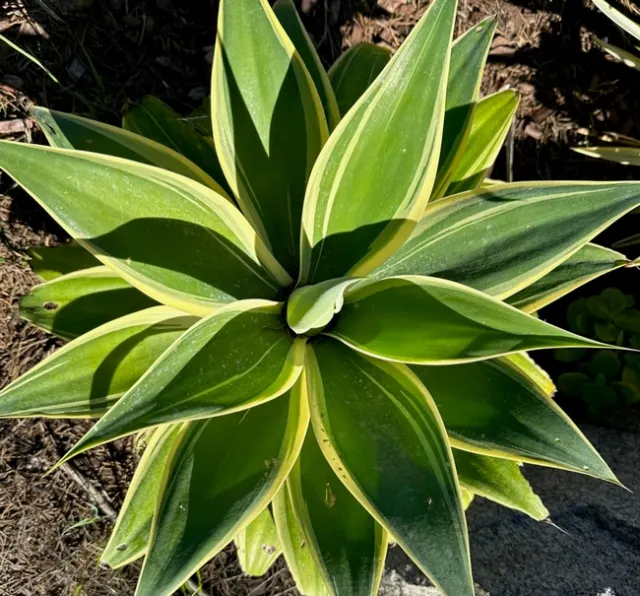 Photo by Samantha Dowdall