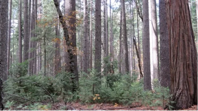 Low-growing saplings gather amid the tall tree trunks