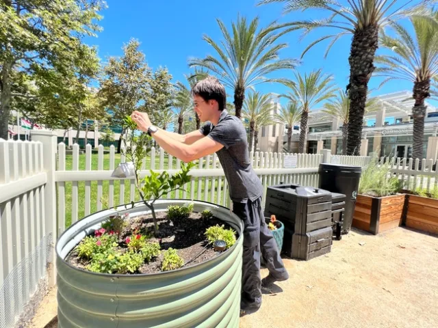 Eric pulls apart the leaves on a small shrub in a large container.