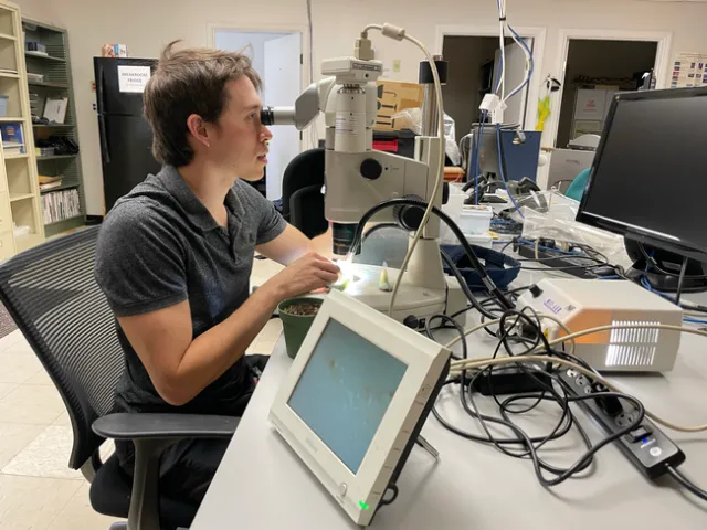 He looks through a microscope for the tiny mites.