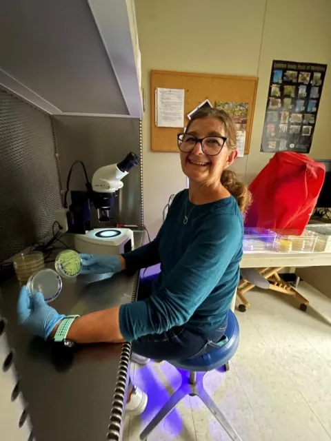 Rosa Jaime Frias showing flourescence of Pseudomonas syringae under black light in laminar flow hood.