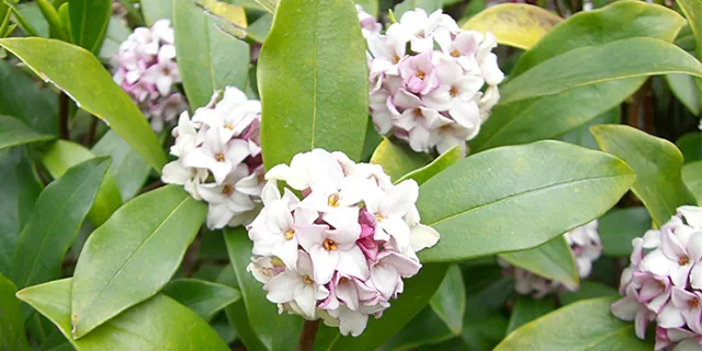 Daphne odora (winter daphne)