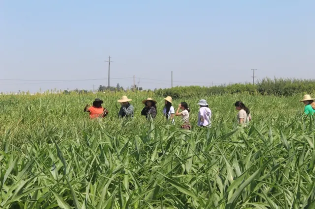 UCCE specialist Dr. Jackie Atim talking about sorghum and drought stress