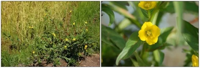 wingedprimrosewillow