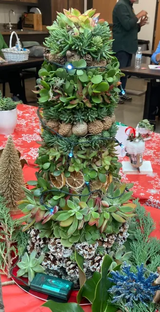 A popular plant in Fresno gardens, succulents can be used in many holiday projects. Hindes displayed a Christmas tree he made with succulent clippings hot glued onto a Styrofoam form. “The hot glue doesn't hurt the succulents,” he said. “You can mist them occasionally to refresh. After the holidays, take it apart, plant the succulents back in the ground, tray or pot, and use them again next year.” Hinde's tree featured jade plant, blue spruce groundcover, echeveria, aeonium, elephant plant and