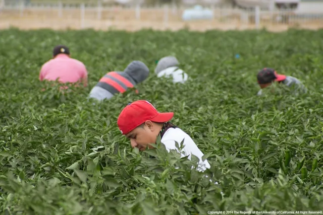 five people crouch among dense jalapeno pepper bushes to harvest the chili peppers.