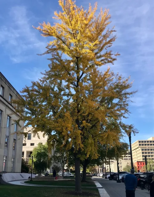 Ginkgo. photos by Karen Metz