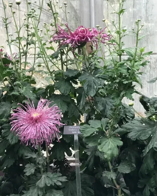 Chrysanthemum,Purple Spider