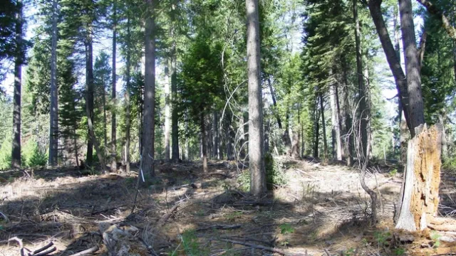 Blodgett Research Forest's Compartment 350 in 2003, after its first restoration thinning treatment. According to UC Berkeley Fire Scientist Scott Stephens, the goal of restoration thinning is to remove excess vegetation while preserving large, healthy trees. Credit: S.Stephens, UC Berkeley.