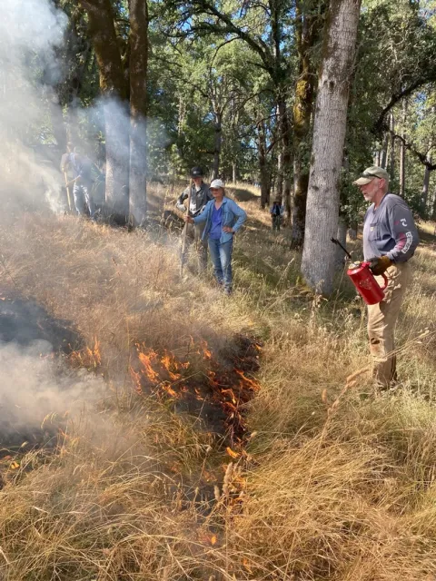Lighting a prescribed fire to control barb goatgrass