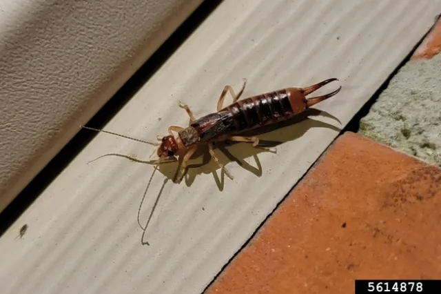 Earwig on the threshold of an exterior door.