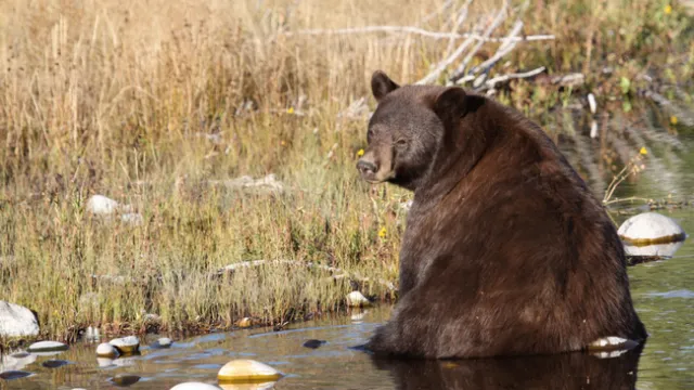 A bear cools off in a stream in Yellowstone National Park. A UC Davis study found that North American mammals in hotter regions increasingly seek out forested areas away from human-dominated landscapes. Credit: D. Karp