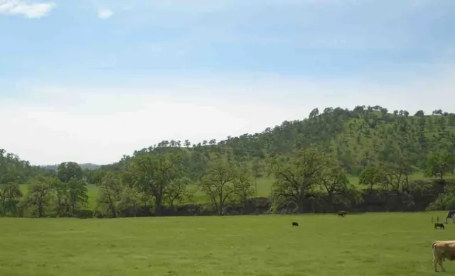 Blue oaks during spring near Flourney, Tehama County. Laura Lukes