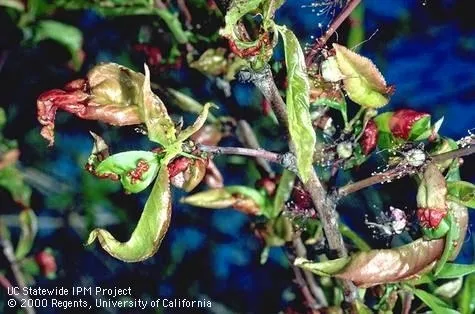 Image of branch with peach leaf curl