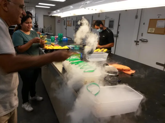 Carlos Crisosto and lab personnel flash freeze peach slices in liquid nitrogen.