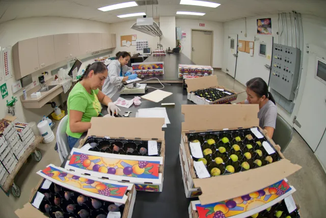 Lab assistants evaluate fig varieties from cold storage.