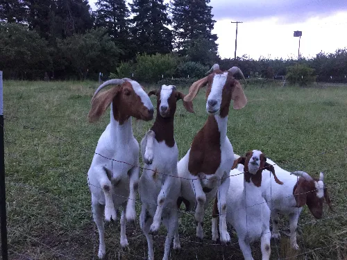 climbing goats- small
