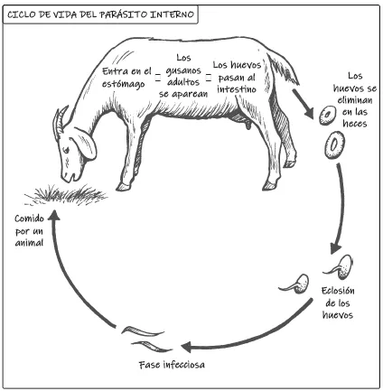 es- internal parasite cycle
