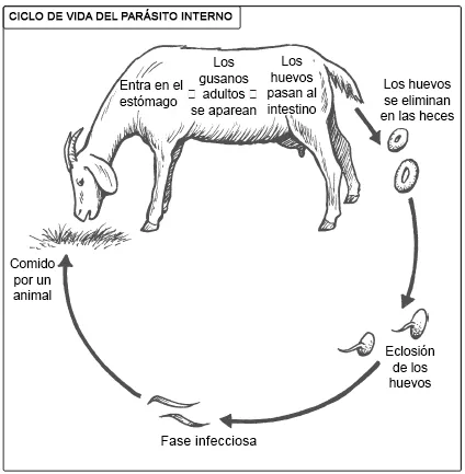 es- internal parasite cycle v2