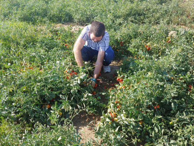 Brady Holder, staff research associate, collects tomato sample for fertigation trial.