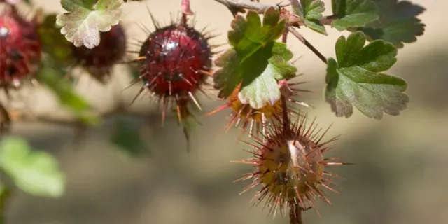 Hillside or California Gooseberry (Ribes californicum)