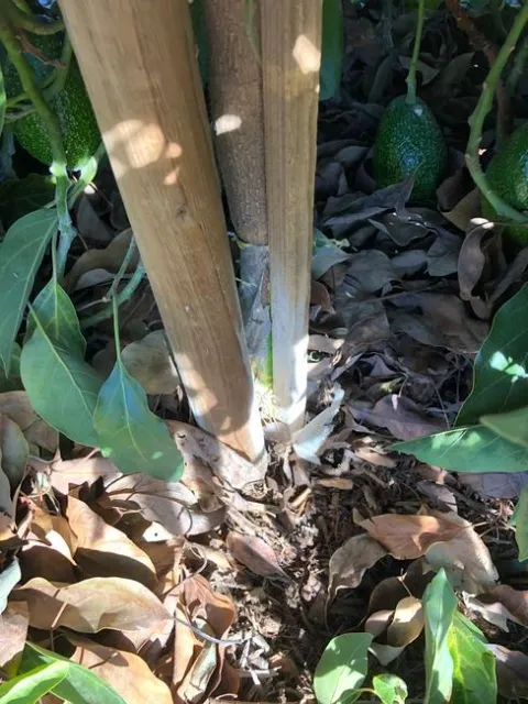 avocado buried stem stake in rootball