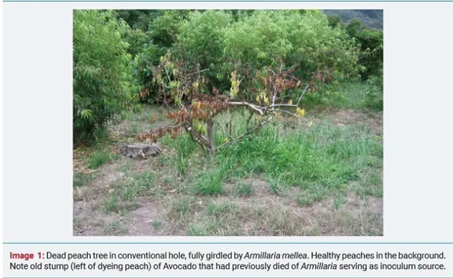 peach dead from armillaria