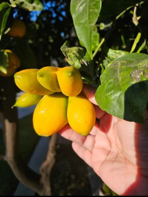 tangelo citrus bud mite