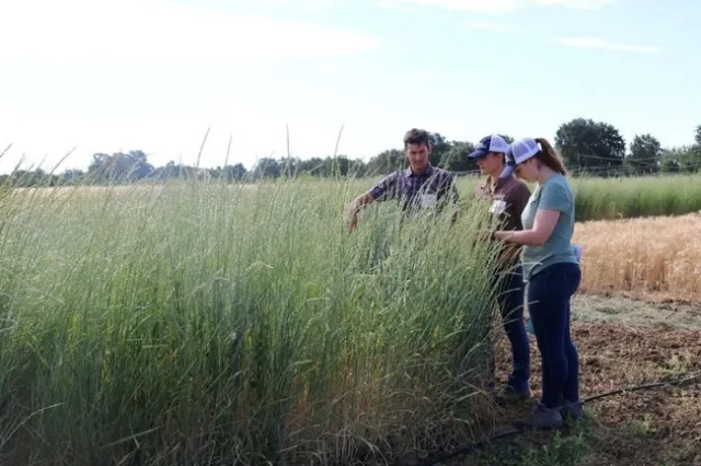 De izquierda a derecha aparecen los investigadores Mark Lundy, Kalyn Taylor y Taylor Becker (en ese momento todos eran parte del Departamento de Ciencias de las Platas de UC Davis), mientras observan las parcelas sembradas con pasto de trigo. La fotografía fue tomada en el 2019, durante el segundo año de un experimento de tres años para comparar los beneficios y desventajas del pasto de trigo perenne en comparación con el trigo anual sin labranza en el Valle Central de California. Fotografía: D