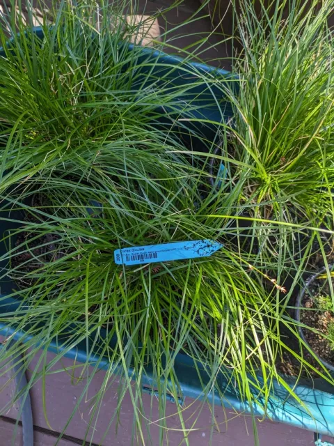 green carex