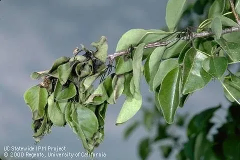 Prune out shoots and branches that show symptoms of fire blight infection. (Photo: UC IPM)