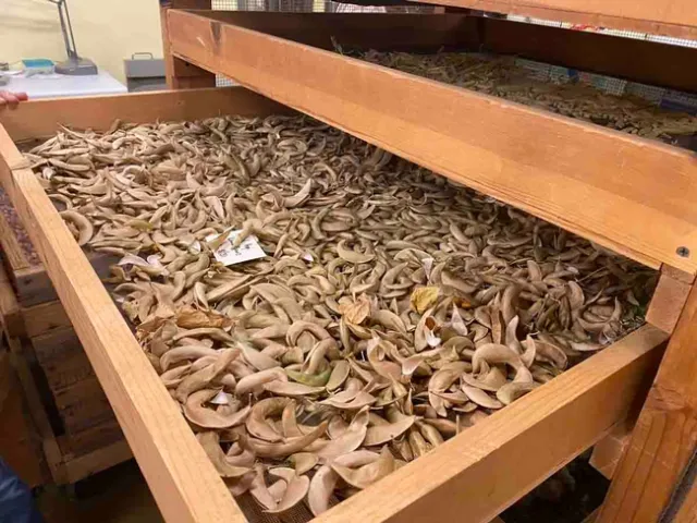 Native Seed SEARCH drying Pala Hatiqa Hopi Red lima beans. Jennifer Jewell