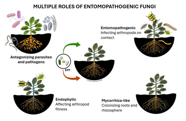 EPF-Multiple roles-Surendra Dara