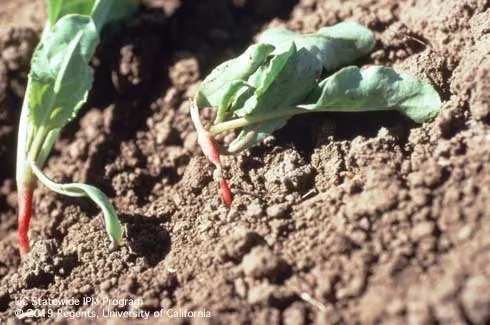 Two leafy green seedlings drooped over onto the soil.