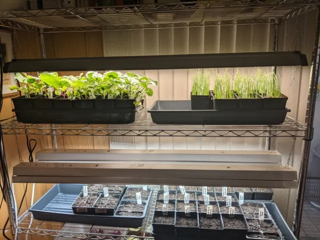 Racks of seedling trays with a light.