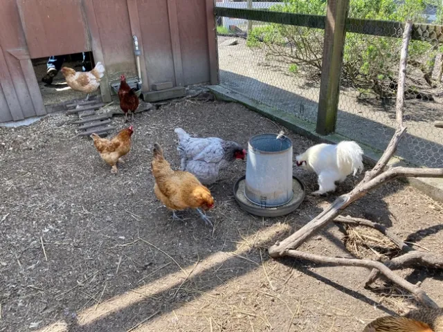 Si cría gallinas de corral o aves de caza