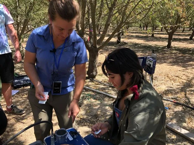 Giulia Marino, Ass. Professor of Cooperative Extension in Orchard Systems, installing ET station in olive orchard.
