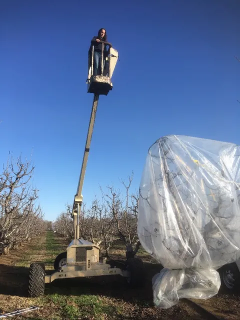 Paula Guzmán-Delgado, Project Scientist, bagging a dormant cherry tree.