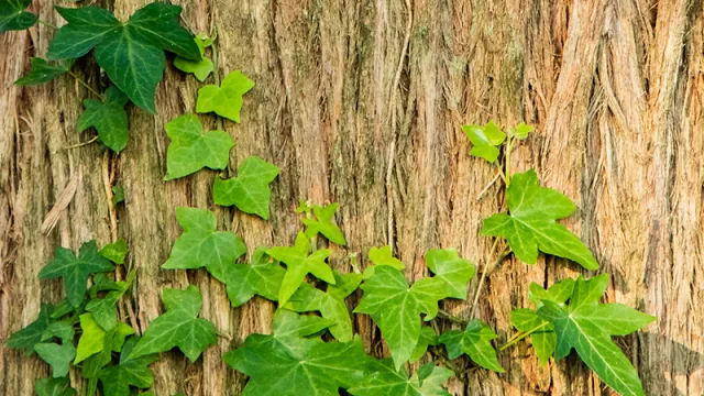 Invasives_Mitchell Luo_Unsplash