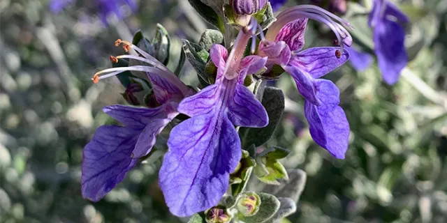 Teucrium fruticans (bush germander)