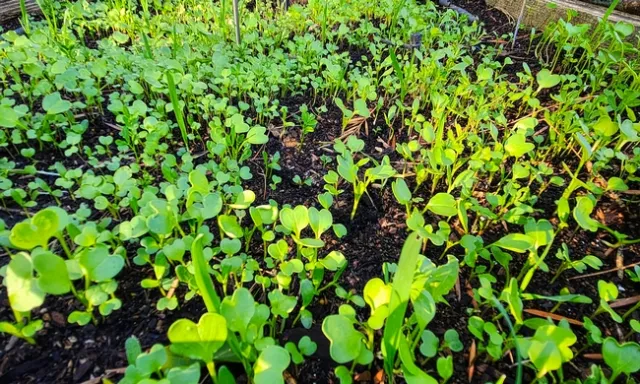 Cover Crop Seedlings in Garden Bed 2 - Al Alvarado