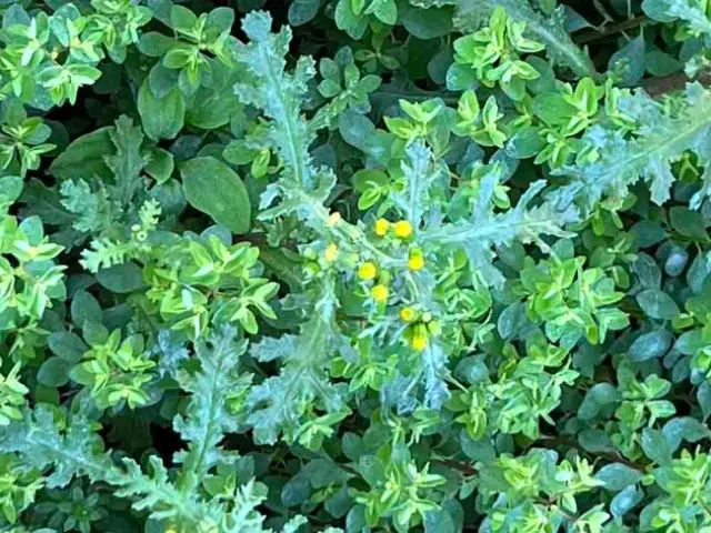 A typical patch of Chico weeds, with groundsel in the center. J.C. Lawrence